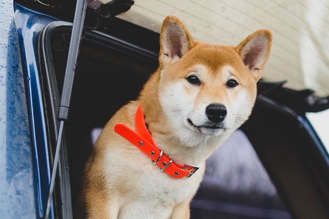 Shibarium Achieves 1 Million Wallets Milestone amid SHIB Price Challenges